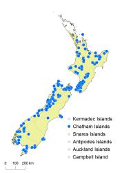 Hymenophyllum bivalve distribution map based on databased records at AK, CHR, OTA and WELT. 
 Image: K. Boardman © Landcare Research 2016 CC BY 3.0 NZ